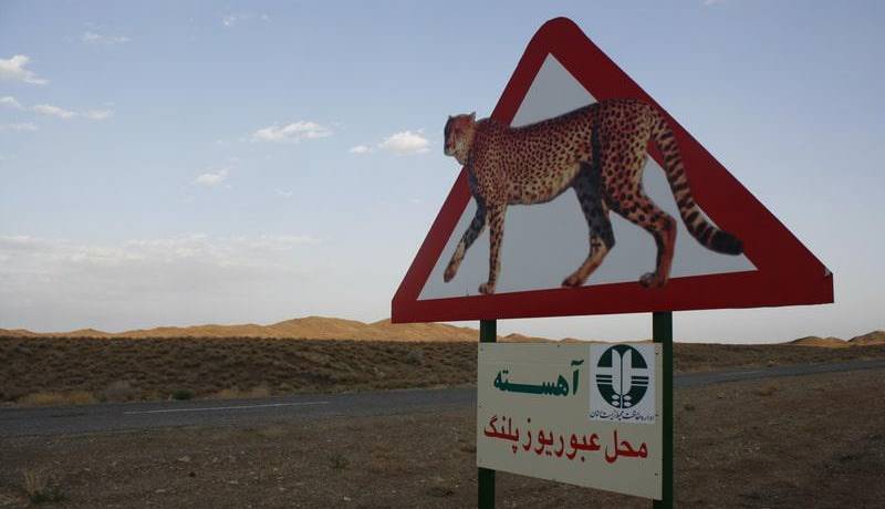 ایمن‌سازی مسیر عبور یوزپلنگ آسیایی در ذخیره‌گاه خارتوران، استان سمنان