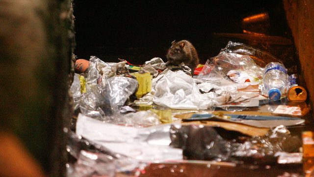 حمله موش ها پس از زلزله