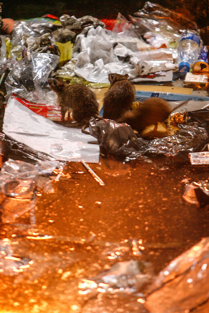 حمله موش ها پس از زلزله