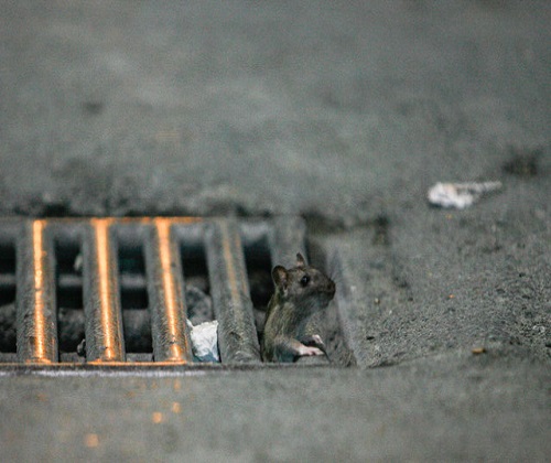 حمله موش ها پس از زلزله