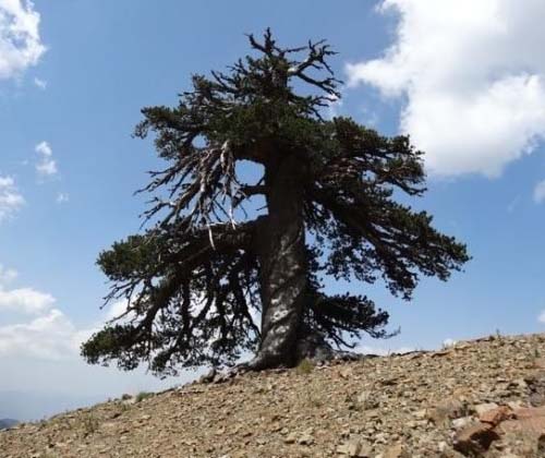 مرگ خاموش درختان چیتگر در پی اختلاف شهرداری و آبفا