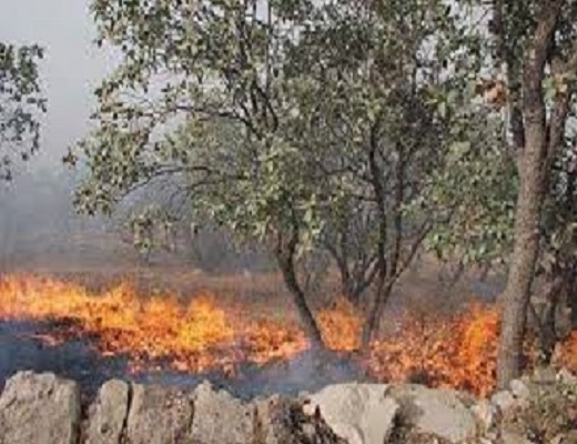 یک هکتار باغ میوه در روستای فرنق خمین در آتش سوخت
