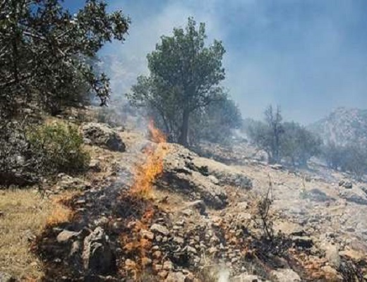 آتش سوزی در پناهگاه حیات وحش میانکاله بهشهر مهار شد