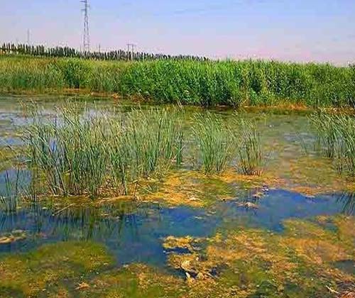 تخریب محیط زیست با کاهش سهم حق آب تالابی