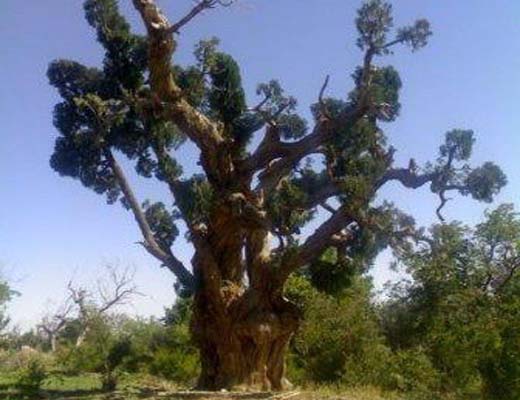 ثبت 2 درخت سرو خراسان‌ جنوبی در فهرست میراث طبیعی، ملی